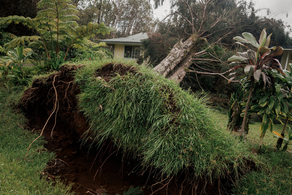 An uprooted tree falls on a home in Volcano, Hawaii, Sunday, Aug. 16, 2026, after a severe weather system went through the area. (Stephen Lam/San Francisco Chronicle via AP)