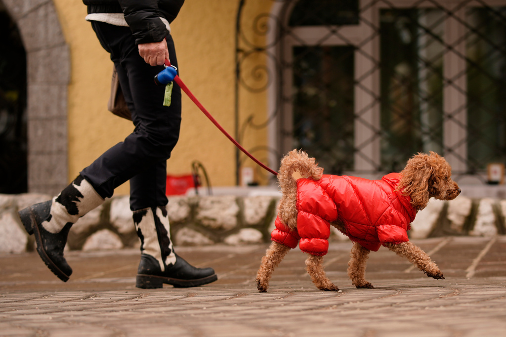 A woman walks her dog in the high fashion shopping district in Cortina d'Ampezzo, Italy, one of the sites of the 2026 Winter Olympics, Wednesday, Feb. 11, 2026. (AP Photo/Robert F. Bukaty)