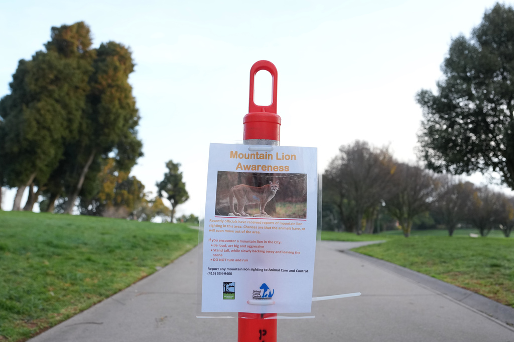 A sign warns of mountain lions in a neighborhood on Tuesday, Jan. 27, 2026, in San Francisco. (AP Photo/Andy Bao)