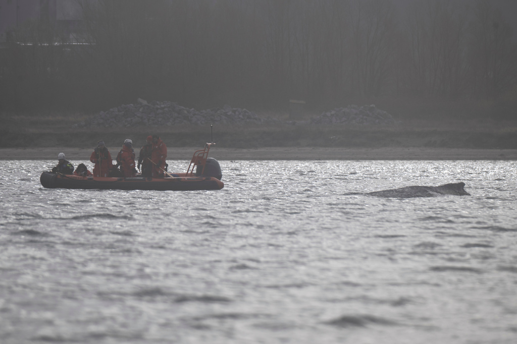 Environmentalists are close to a humpback whale in the Wismar Bay near Wismar, Germany, Sunday, March 29, 2026. (Philip Dulian/dpa via AP)