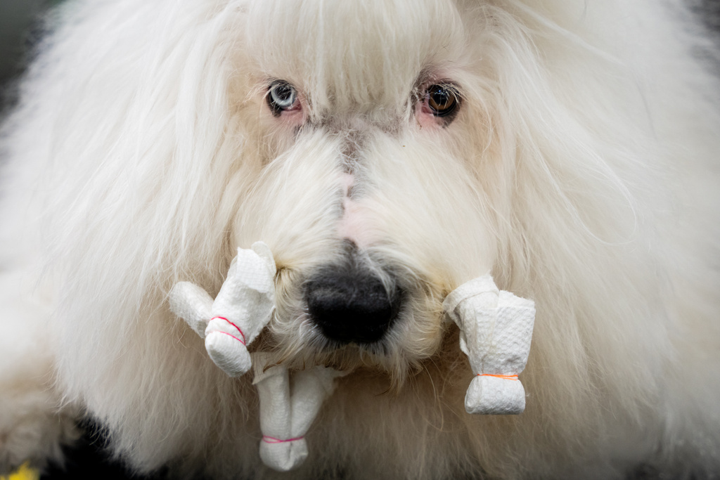 A show dog named Valli gets groomed at the 150th Westminster Kennel Club Dog Show, Monday, Feb. 2, 2026, in New York. (AP Photo/Angelina Katsanis)