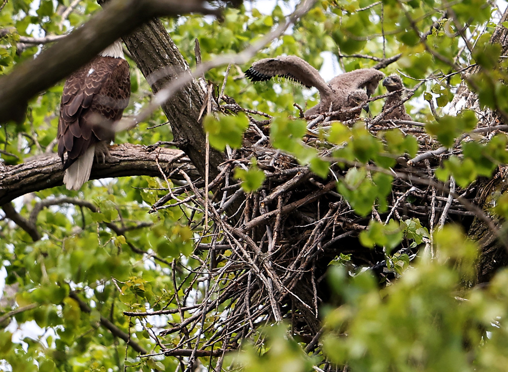 Two eaglets sit in their nest in Chicago's South Deering neighborhood on Thursday, May 7, 2026. (Chris Sweda/Chicago Tribune via AP)