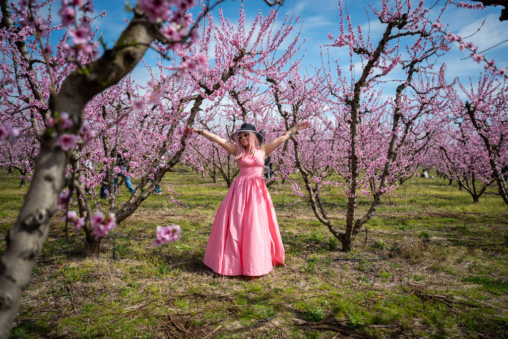 Mantalena Kalianou enjoys a walk among the blooming peach trees at an event to encourage the public to visit the blossoms near the city of Veria, northern Greece, on Sunday, March 22, 2026. (AP Photo/Giannis Papanikos)