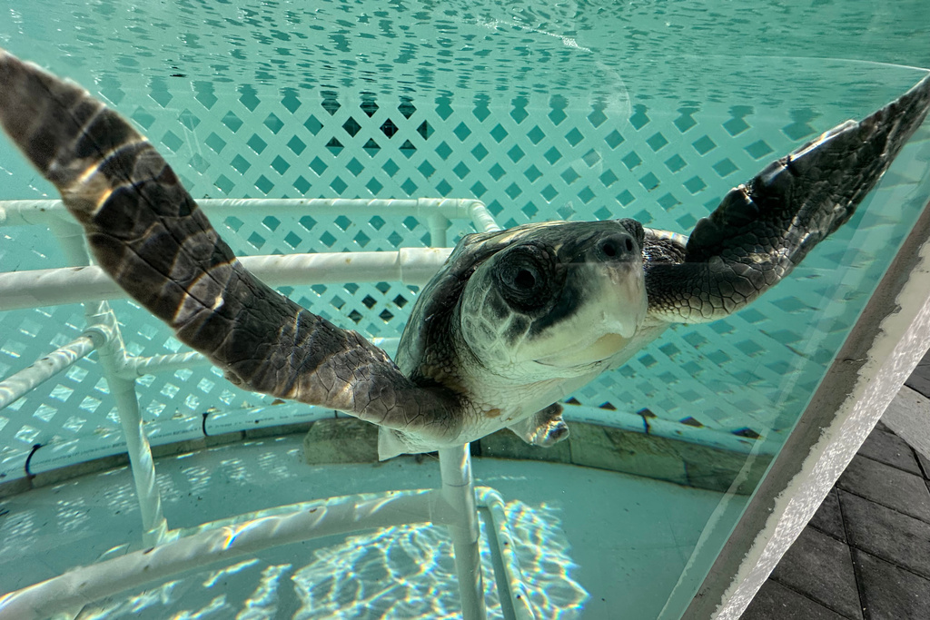 A Kemps Ridley sea turtle swims in a tank at Loggerhead Marinelife Center Monday, Dec. 15, 2025, in Juno Beach, Fla. (AP Photo/Cody Jackson)