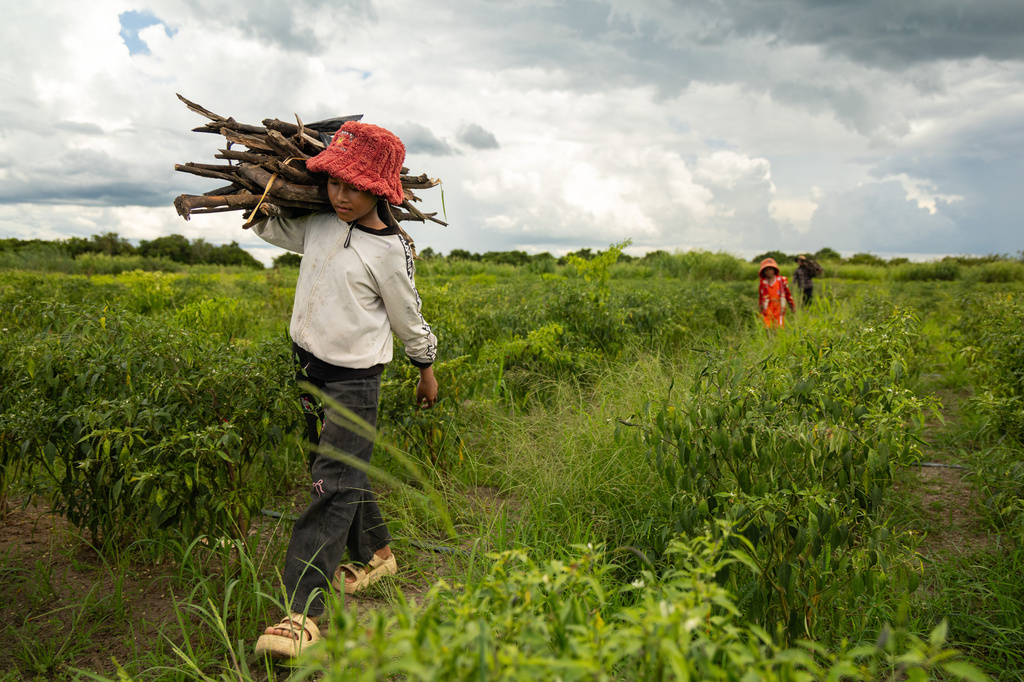 Sou Sreynich collects firewood with her family near their home in a floating village on Cambodia's Tonle Sap Lake on Monday, June 29, 2026. (AP Photo/Anton L. Delgado)