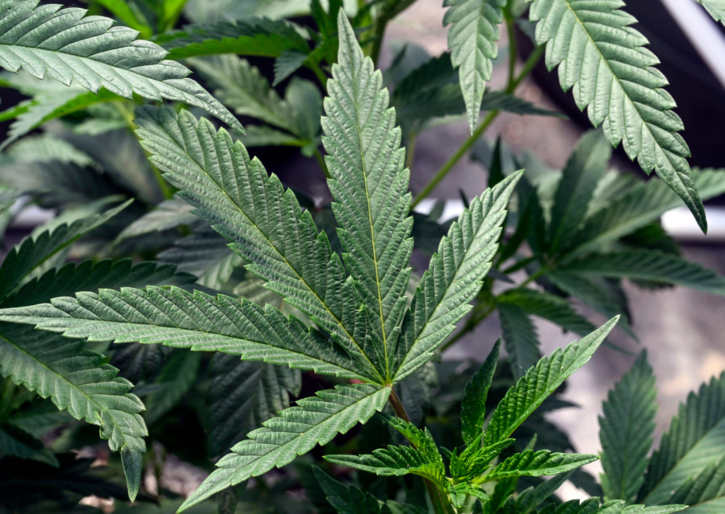 FILE - Marijuana plants are seen at a growing facility in Washington County, N.Y., May 12, 2023. (AP Photo/Hans Pennink, File)