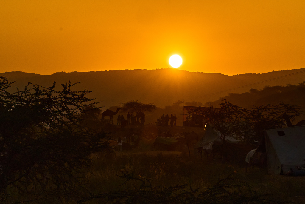 The sun rises over the annual cattle fair in Pushkar, in the western Indian state of Rajasthan, Sunday, Oct. 26, 2025. (AP Photo/Rajesh Kumar Singh)
