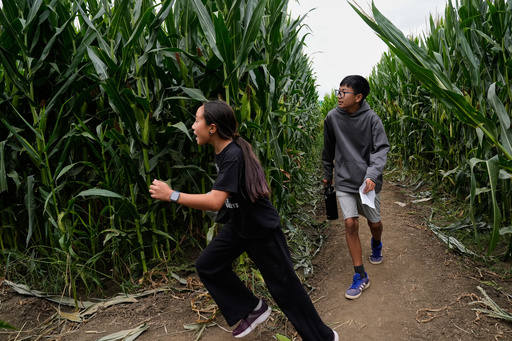 Ellie Webster, left, Darren Tang find a bridge after turning a corner inside the corn maze at Cool Patch Pumpkins in Dixon, Calif., Monday, Sept. 29, 2025. (AP Photo/Godofredo A. Vásquez) Ellie Webster, left, Darren Tang find a bridge after turning a corner inside the corn maze at Cool Patch Pumpkins in Dixon, Calif., Monday, Sept. 29, 2025. (AP Photo/Godofredo A. Vásquez)