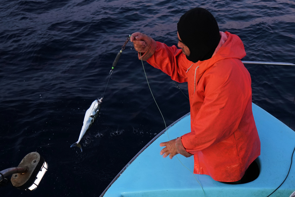 Fisherman Photis Gaitanos catches a toadfish while fishing from his boat off the coast of Larnaca, Cyprus, in the eastern Mediterranean, early Saturday, Dec. 20, 2025. (AP Photo/Petros Karadjias)