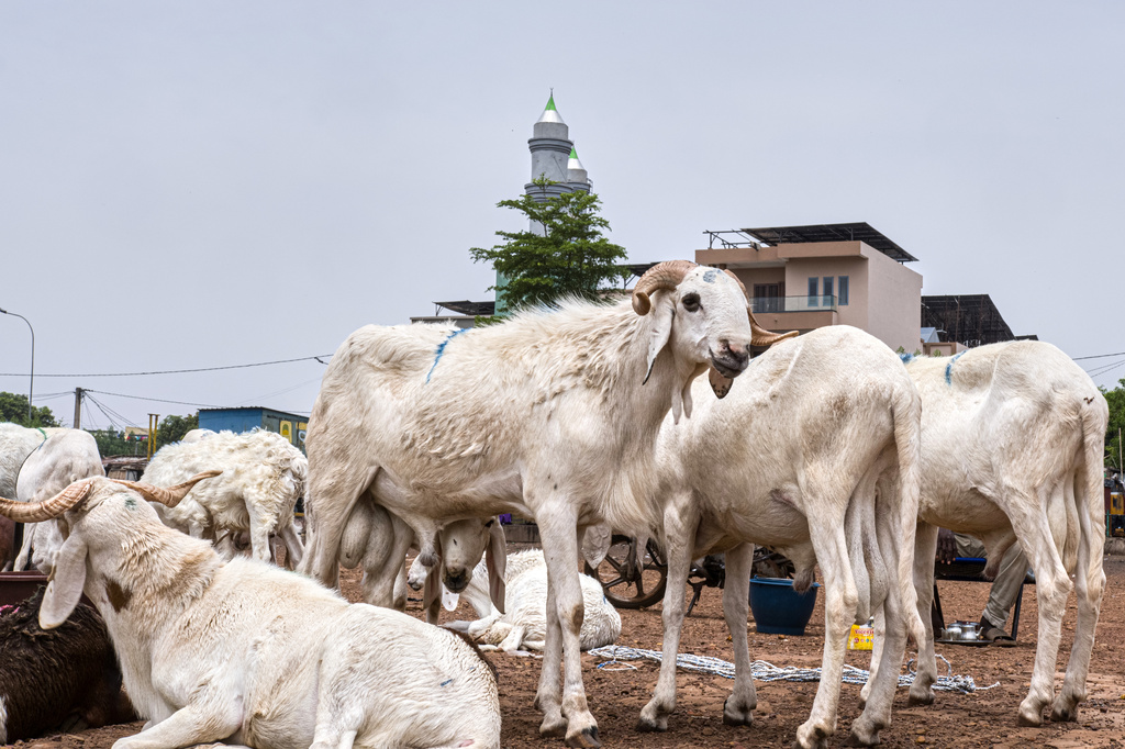 Sheep are offered for sale as Muslims prepare for Eid al-Adha in Bamako, Mali, Tuesday, May 26, 2026. (AP Photo/Boubacary Bocoum)