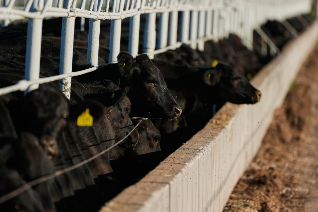 Calves feed prior to inspection for export to the United States at a regional cattle ranchers association in Hermosillo, Mexico, Tuesday, Aug. 18, 2026, ahead of the reopening of the U.S. border to Mexican cattle imports. (AP Photo/Fernando Llano)
