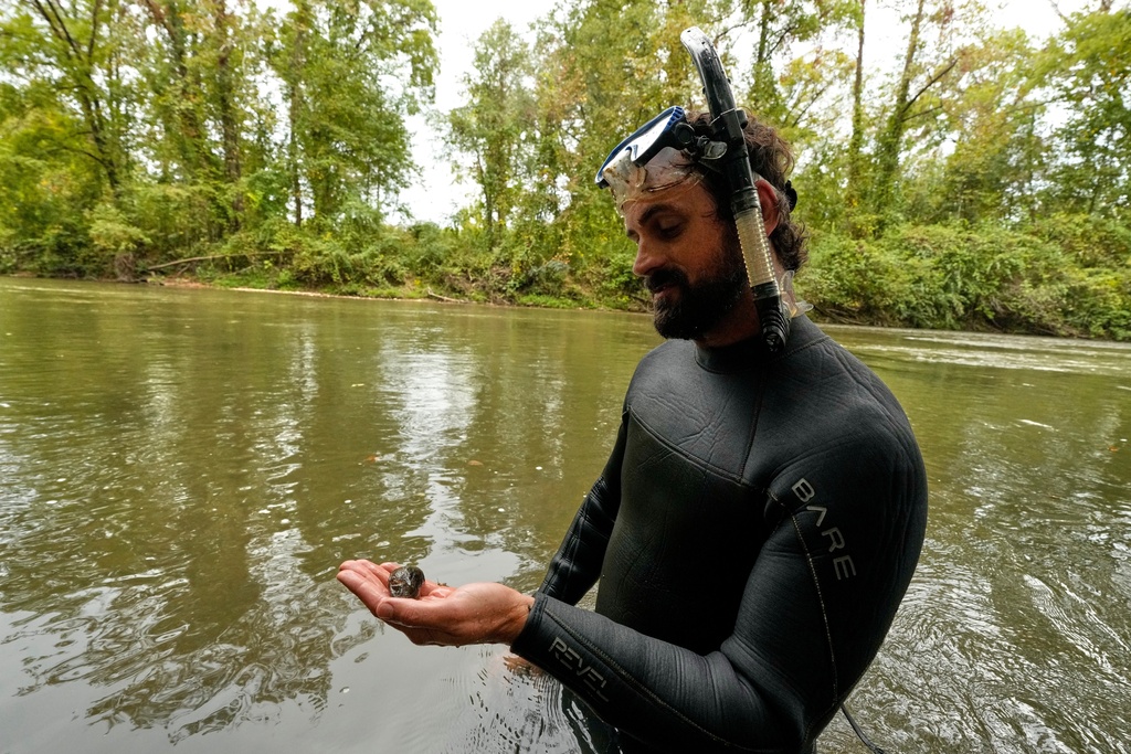 Michael Perkins, an aquatic wildlife biologist, holds a brook floater mussel Tuesday, Sept. 16, 2025, near Marion, N.C. (AP Photo/Chris Carlson)