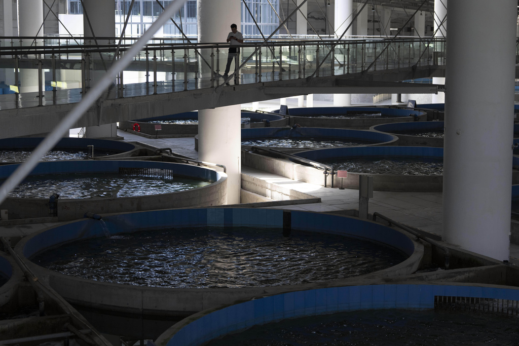 Holding tanks for as many as 3000 critically endangered Chinese Sturgeons are seen at the Rare Fish Conservation Center of the Three Gorges along the Yangtze River in central China's Hubei province on June 16, 2025. (AP Photo/Ng Han Guan)