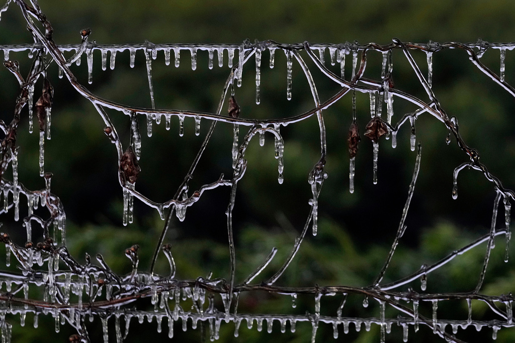 Icicles cling to some vines along a barbed wire fence at an ornamental plant business in sub-freezing temperatures Friday, Jan. 16, 2026, in Plant City, Fla. (AP Photo/Chris O'Meara)