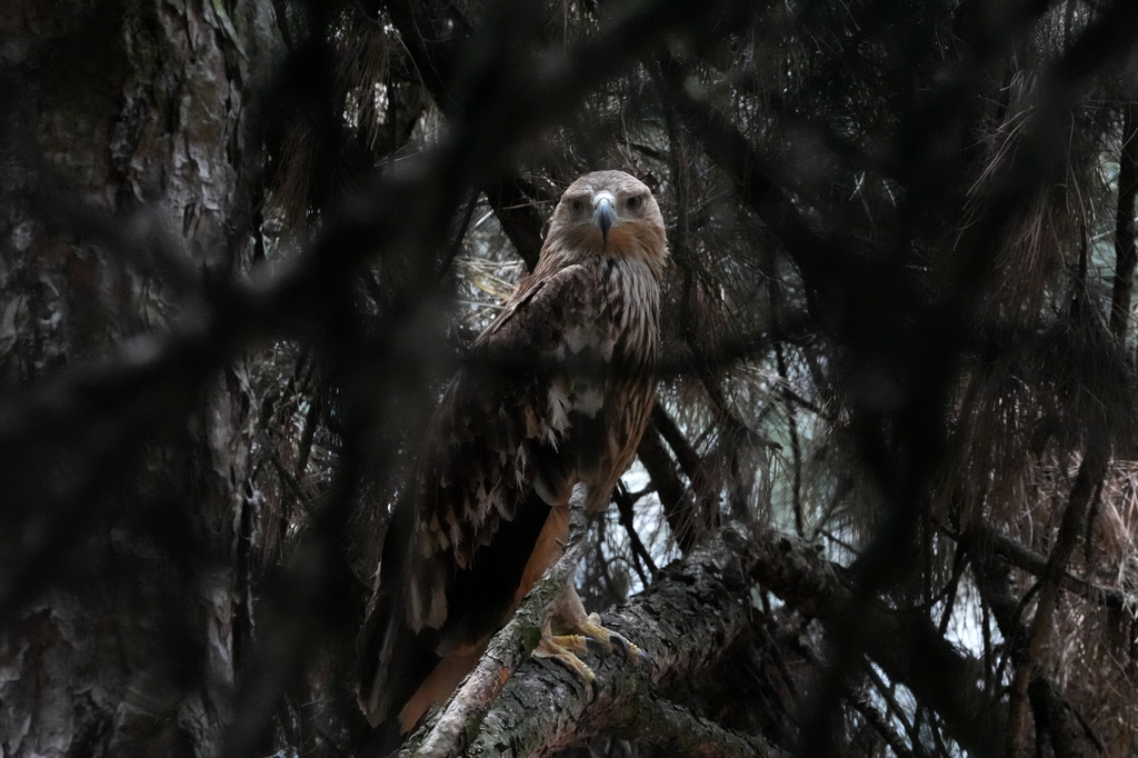 Feliks, an Eastern imperial eagle which flew from Serbia across North Macedonia, Greece, Turkey and Syria, where he fell victim to traffickers looks out from a cage at Palic Zoo after returning in Serbia, Wednesday, June 24, 2026. (AP Photo/Darko Vojinovic)