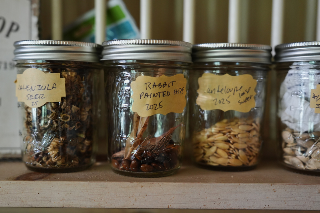 Seeds sit in jars on a shelf Tuesday, April 21, 2026, at a farm in Hopkinton, R.I. (AP Photo/Joshua A. Bickel)