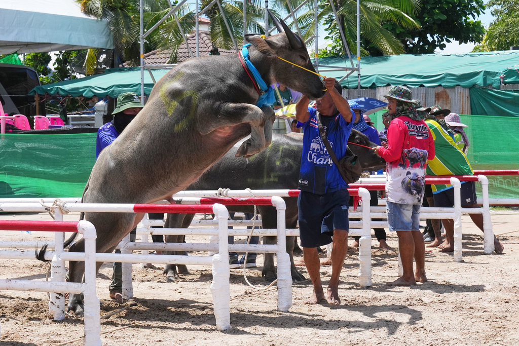 A member of a Thai buffalo racing team tries to control it before a sprint race during an annual buffalo racing festival in Chonburi, Thailand, Monday, Oct. 6, 2025. (AP Photo/Sakchai Lalit)