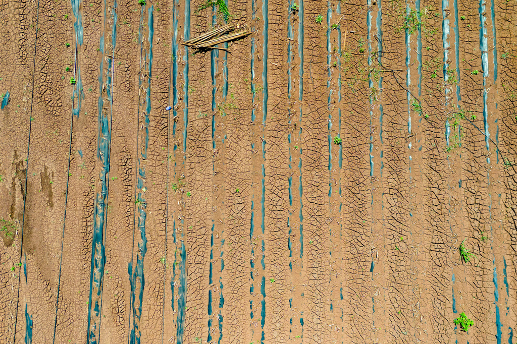 A drone view shows dried and cracked mud covering a farm, Monday, May 4, 2026, in Waialua, Hawaii. (AP Photo/Mengshin Lin)