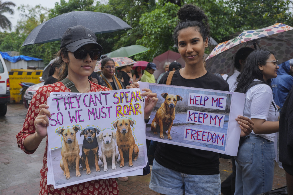 Activists hold placards during a protest against recent ruling by the country's top court ordering authorities in New Delhi to remove all stray dogs from the streets and to sterilize and permanently relocate them to shelters,Thursday, Aug 14, 2025.(AP Photo/ Rafiq Maqbool)