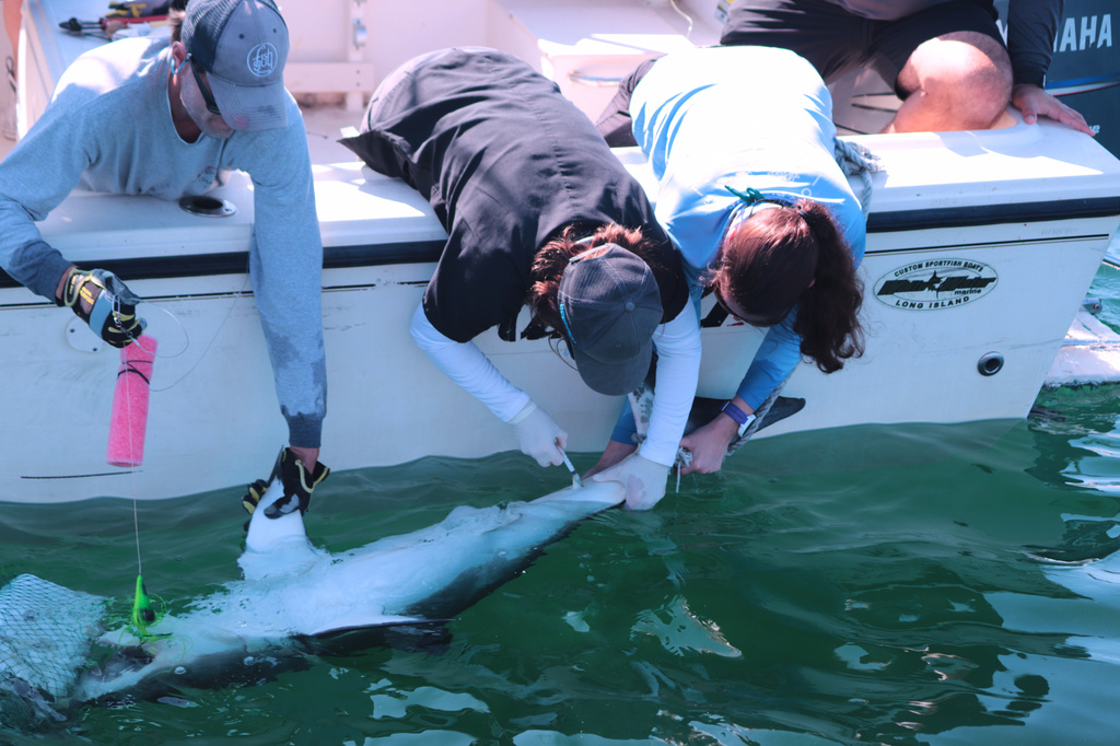 In this photo provided by SOFO Sharks, members of the SOFO Shark research team tag a juvenile white shark in Montauk, N.Y., in Aug., 2020. (AP Photo/Seth Wenig)