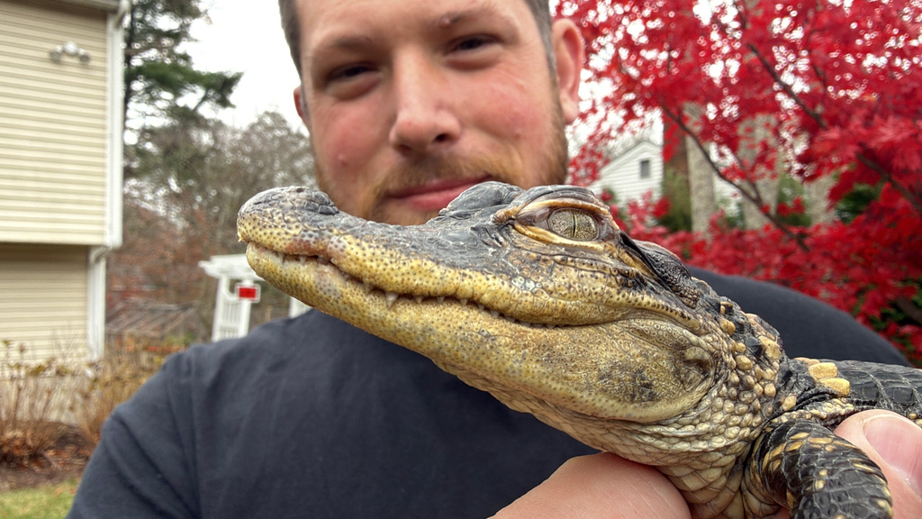 Joe Kenney holds an alligator he rescued after it was discovered in Boston's Charles River, Thursday, Nov. 13, 2025 in Abington, Mass. (AP Photo/Rodrique Ngowi)