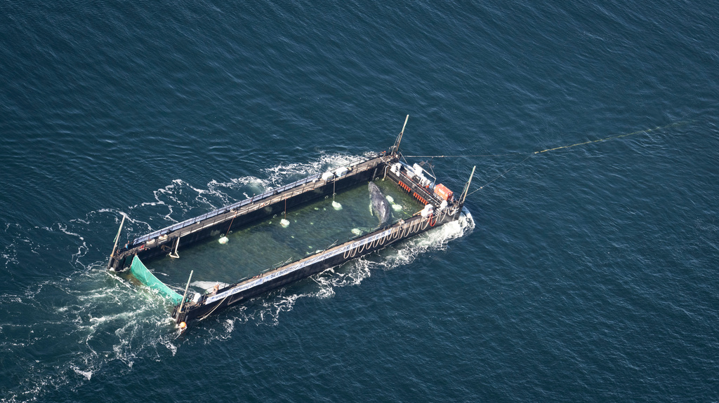 The humpback whale recovered from a shallow bay off Wismar is being transported towards the North Sea in a flooded cargo ship just before the Danish border in Fehmarn, Germany, Wednesday, April 29, 2026. (Philip Dulian/dpa via AP)
