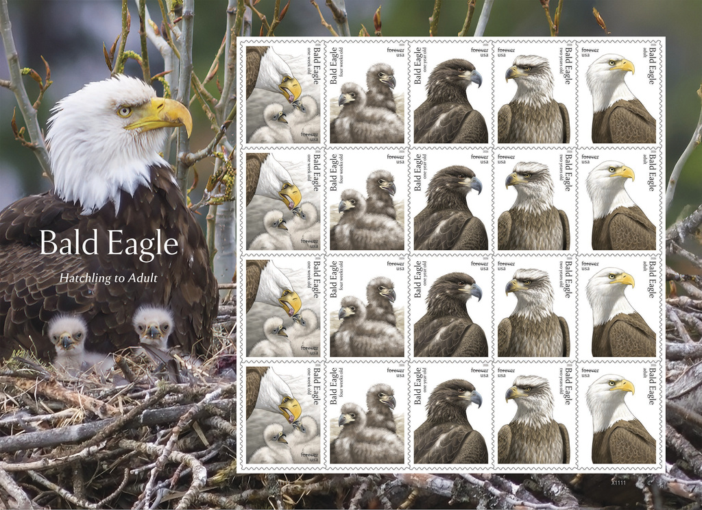 This image provided by the United States Postal Service shows bald eagle stamps being released Thursday, May 14, 2026, featuring five stages of eagle development, from hatchling to adult. (United States Postal Service via AP)