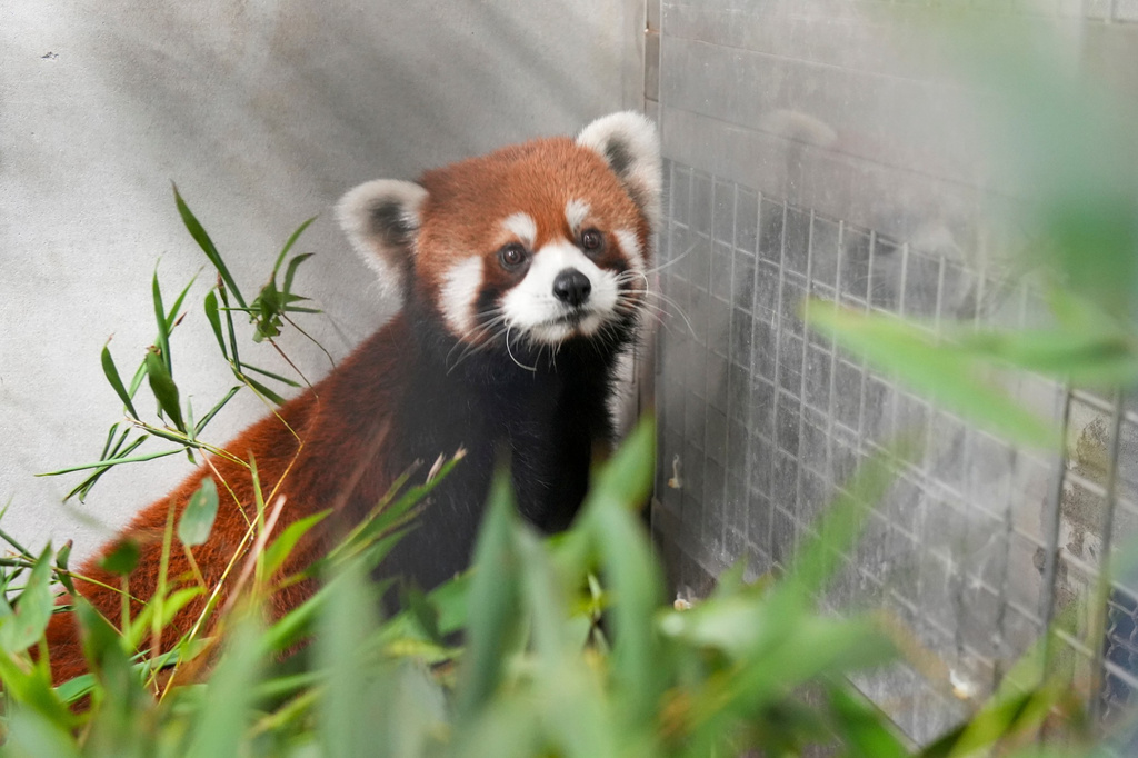 In this June 6, 2026 photo released by Taipei City Zoo, a male red panda, part of a pair received from China, in the first such exchange in more than a decade, looks up in an enclosure at the Taipei City Zoo in Taiwan. (Taipei City Zoo via AP)