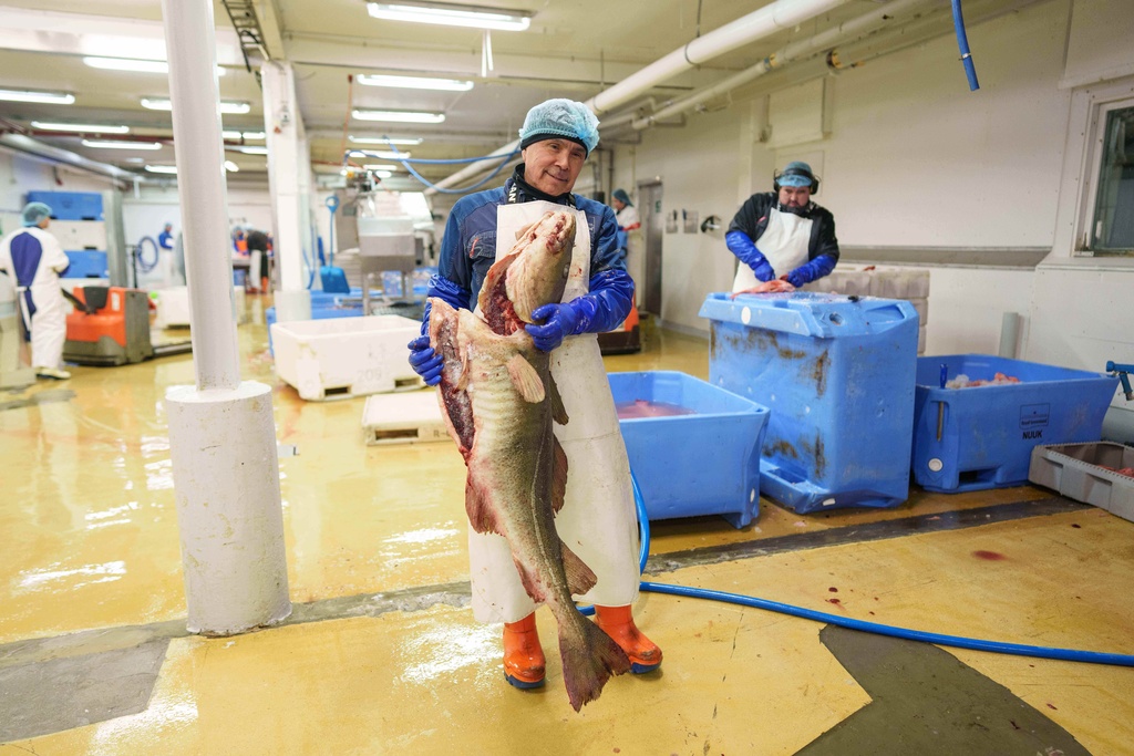 A worker at Royal Greenland seafood company carries cod in Nuuk, Greenland, on Wednesday, Jan. 21, 2026. (AP Photo/Evgeniy Maloletka)