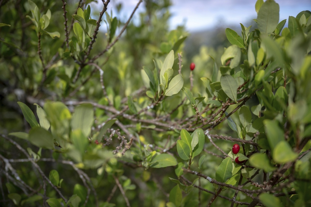 A few coca trees, used by Indigenous communities for ritual purposes, grow near a school on July 18, 2025, in Manuelico village, Caldono, Colombia. (AP Photo/Nadège Mazars)