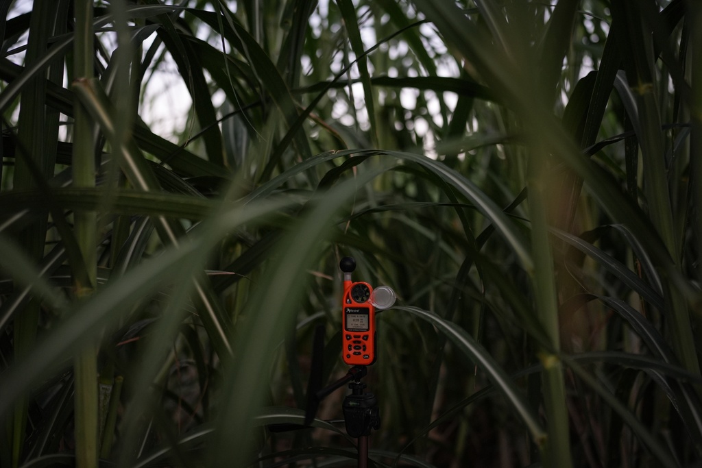 An environmental monitor is placed in a sugarcane field to collect environmental data in Niland, Calif., Thursday, Sept. 11, 2025. (AP Photo/Jae C. Hong)