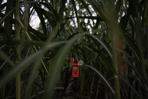 An environmental monitor is placed in a sugarcane field to collect environmental data in Niland, Calif., Thursday, Sept. 11, 2025. (AP Photo/Jae C. Hong) An environmental monitor is placed in a sugarcane field to collect environmental data in Niland, Calif., Thursday, Sept. 11, 2025. (AP Photo/Jae C. Hong)