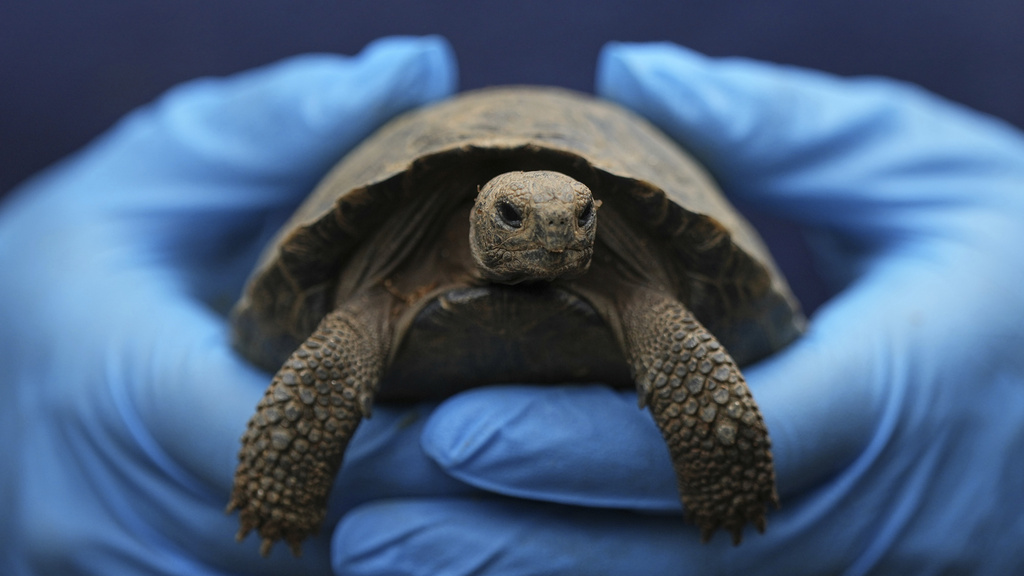A staff member holds one of the 16 critically endangered western Santa Cruz tortoise hatchlings during their debut at the Philadelphia Zoo in Philadelphia, Wednesday, Aug. 20, 2025. (AP Photo/Matt Rourke)