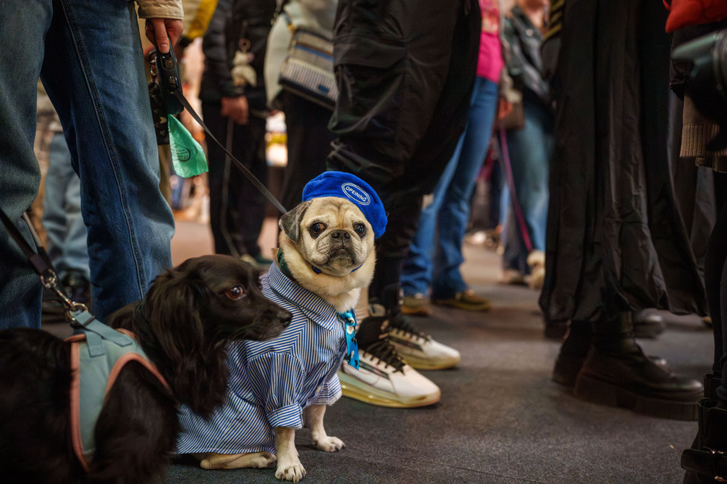 Puricel, wearing a beret and necktie, is dressed for a costume parade at the Pet Expo in Bucharest, Romania, Saturday, March 14, 2026. (AP Photo/Vadim Ghirda)