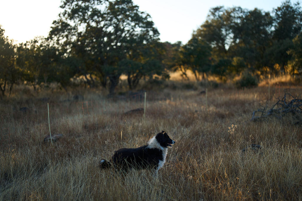 A shepherd dog observes a flock of sheep in Los Cortijos, central Spain, Tuesday, Oct. 7, 2025. (AP Photo/Bernat Armangue)
