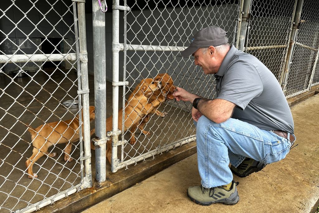 Scott Bernier, CEO of Northshore Humane Society comforts recently rescued puppies who were neglected along with more than 200 other dogs near Tupelo, Mississippi in Covington, La., Thursday, Jan. 22, 2026. (AP Photo/Stephen Smith)