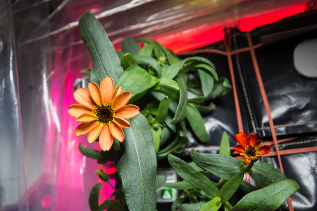 FILE - This Jan. 16, 2016 photo provided by NASA shows a blooming zinnia flower grown aboard the International Space Station. (Scott Kelly/NASA via AP, File)
