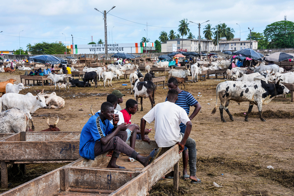 Young men chat in a livestock market where cattle from neighbouring countries are brought for sale, in Abidjan, Ivory Coast, Sunday, Oct. 26, 2025. (AP Photo/Misper Apawu)