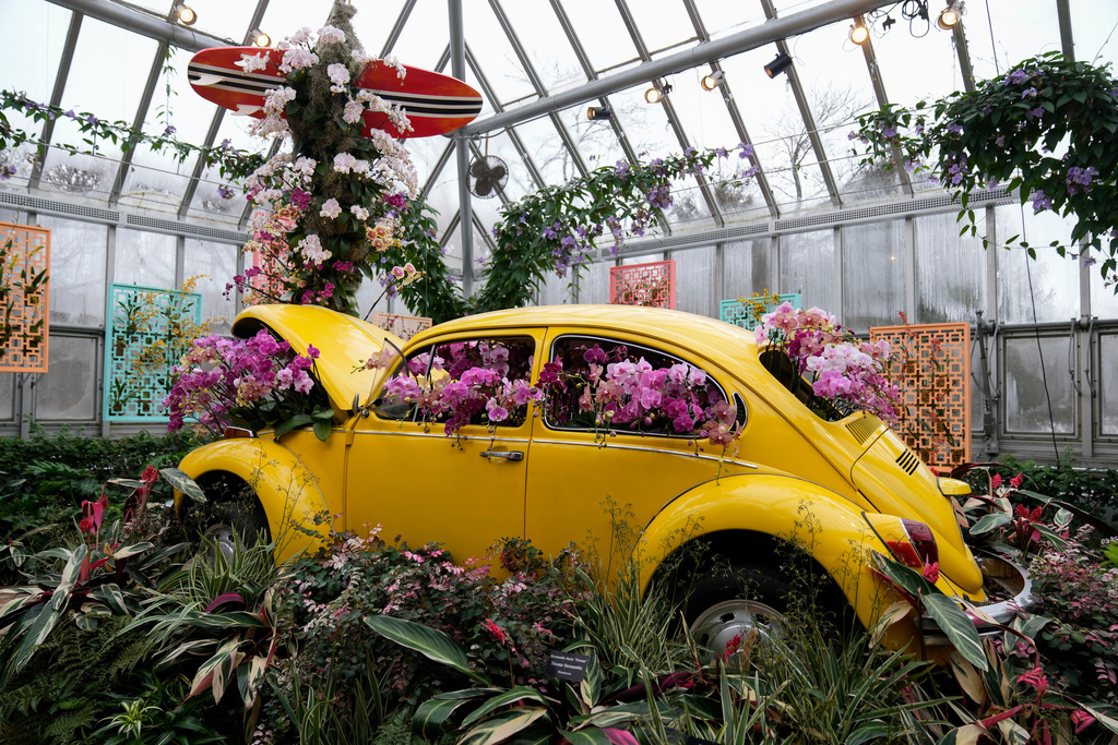 CORRECTS SPELLING OF VOLKSWAGEN - Orchids adorn a Volkswagen Beetle as finishing touches are placed on the 12th annual Chicago Botanic Garden Orchid Show, Friday, Feb. 6, 2026, in Glencoe, Ill. (AP Photo/Erin Hooley)