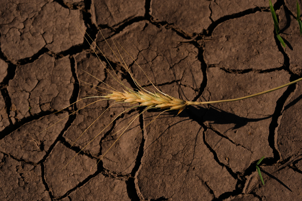 FILE - A drought-stressed stalk of wheat lies on a parched field May 16, 2026, near Macksville, Kan. (AP Photo/Charlie Riedel, File)
