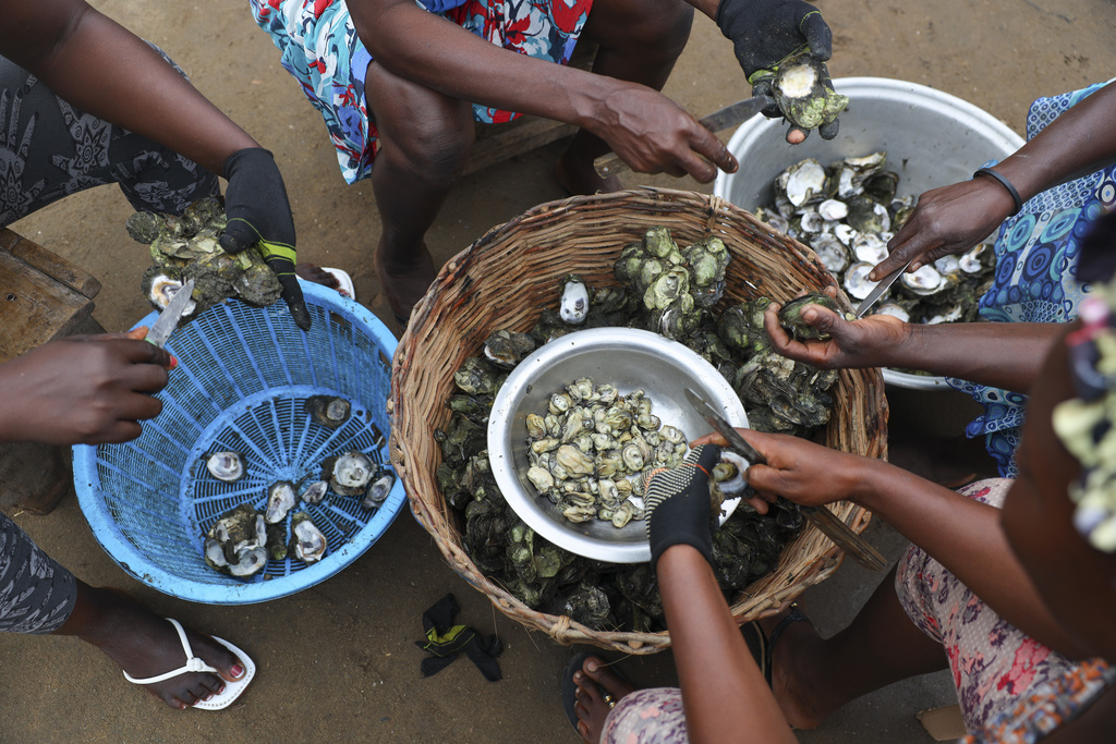 Women open freshly cooked oysters in Tsokomey, Ghana, Aug. 6, 2025. (AP Photo/Misper Apawu)