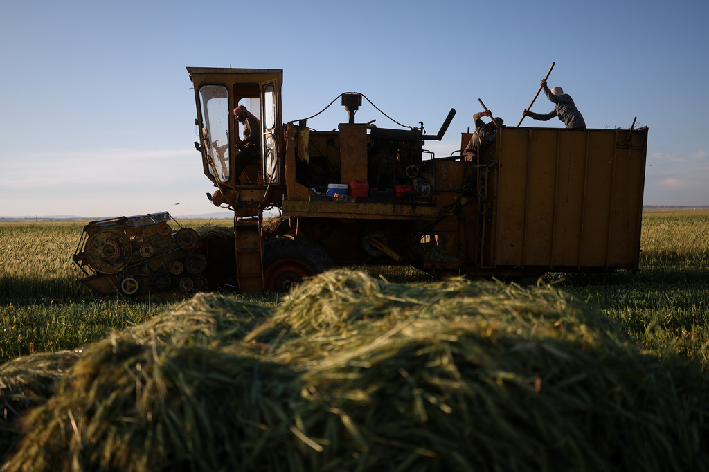 Workers harvest green wheat used to produce freekeh, a roasted grain widely used in Levantine cuisine and made by harvesting immature wheat and roasting it over open flames to separate and preserve the grains, in a field on the outskirts of Taftanaz, northwestern Syria, Sunday, May 24, 2026. (AP Photo/Ghaith Alsayed)