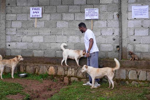 Stray dogs that were abandoned on the streets rest at a shelter in Addis Ababa, Ethiopia, Sunday, Sept. 7, 2025. (AP Photo/Brian Inganga) Stray dogs that were abandoned on the streets rest at a shelter in Addis Ababa, Ethiopia, Sunday, Sept. 7, 2025. (AP Photo/Brian Inganga)