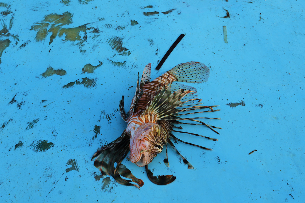 A lionfish is seen on a fishing boat off the coast of Larnaca, Cyprus, in the eastern Mediterranean, early Saturday, Dec. 20, 2025. (AP Photo/Petros Karadjias)