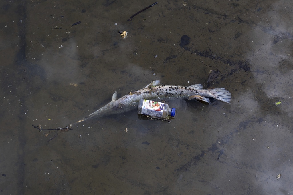 FILE - A deceased gar fish floats near a discarded beverage container on May 1, 2024, at Anacostia Park in Washington. (AP Photo/Tom Brenner, File)
