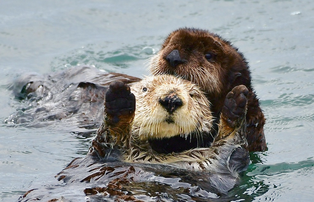In this Aug. 2025 photo, two southern sea otters swim in Morro Bay, Calif. (Brian Simuro/The Marine Mammal Center via AP)