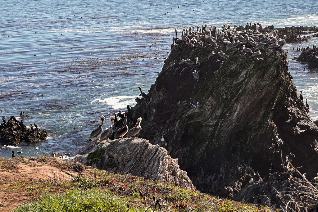 California brown pelicans crowd onto a rocky coastal bluff north of Morro Bay, Calif., Friday, Nov. 28, 2025. (AP Photo/Michael R. Blood)