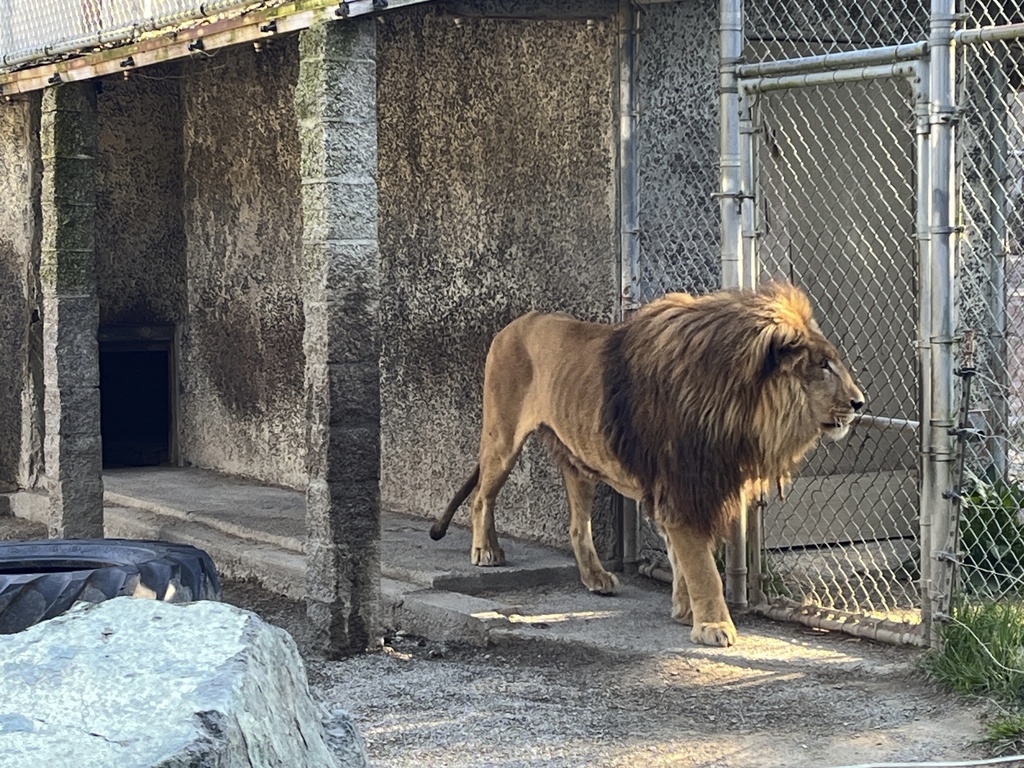 FILE - In this photo provided by the Oregon State Police, a lion is seen at the West Coast Game Park Safari near Bandon, Ore., May 15, 2025. (Oregon State Police via AP, file)