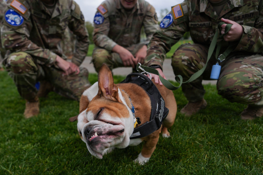 West Point cadets from the B2 Bulldogs company pet a bulldog while observing the crucible portion of the Sandhurst Military Skills Competition at the United States Military Academy in West Point, N.Y., Saturday, May 2, 2026. (AP Photo/Julia Demaree Nikhinson)