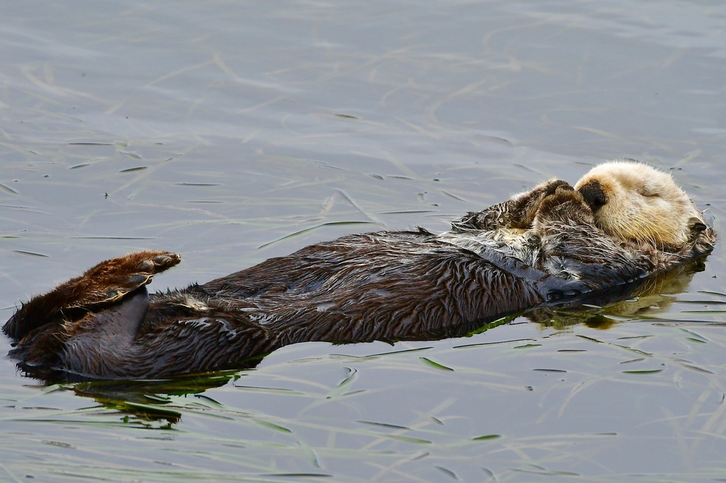 This Aug. 2025 photo provided by The Marine Mammal Center shows a southern sea otter swimming in Morro Bay, Calif. (Brian Simuro/The Marine Mammal Center via AP)